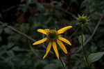 Cutleaf coneflower